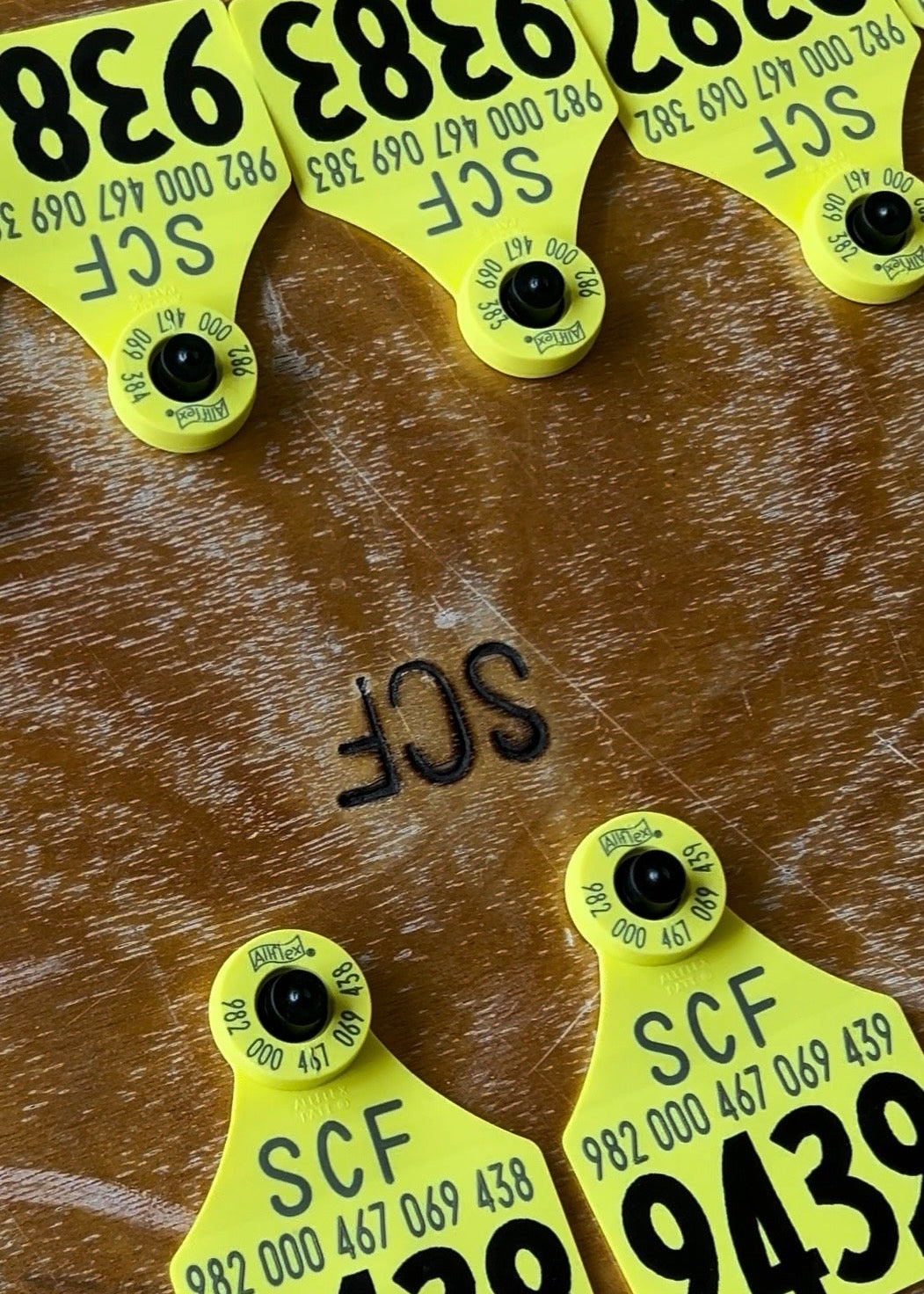 Yellow tags with numbers and 'SCF' branding on a wooden surface