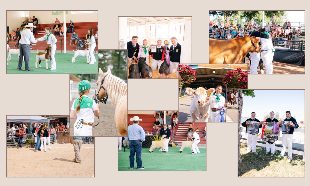 various photos depicting exhibitors showing livestock